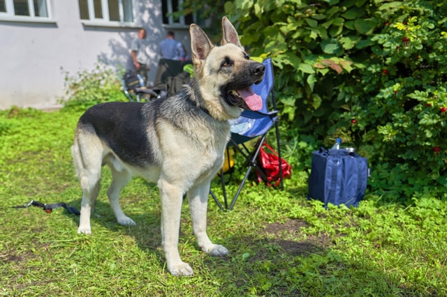 外壁塗装はペットに影響が出る？安全に依頼するための対策を紹介